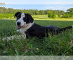 Small #1 Labrador Retriever Mix
