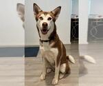 Small Siberian Husky Mix