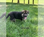Small #1 German Shepherd Dog