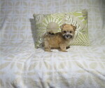 Small Photo #3 Morkie Puppy For Sale in COOKEVILLE, TN, USA