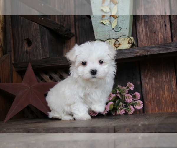Medium Photo #4 Maltese Puppy For Sale in BALTIC, OH, USA