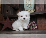 Small Photo #4 Maltese Puppy For Sale in BALTIC, OH, USA