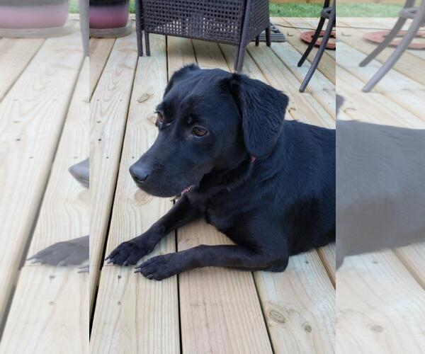 Medium Photo #4 Beagle-Unknown Mix Puppy For Sale in Hedgesville, WV, USA
