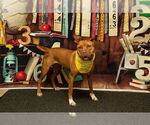 Small #1 American Pit Bull Terrier Mix