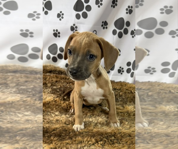 Medium Photo #2 Labrador Retriever-Unknown Mix Puppy For Sale in SHERBURNE, NY, USA