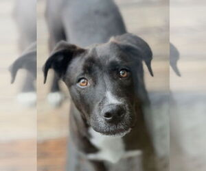 Labrador Retriever-Unknown Mix Dogs for adoption in Dana Point, CA, USA