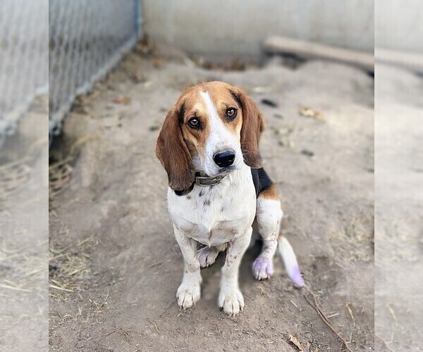Medium Photo #1 Beagle Puppy For Sale in BOWLING GREEN, MO, USA