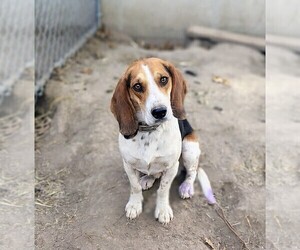Father of the Beagle puppies born on 02/24/2026