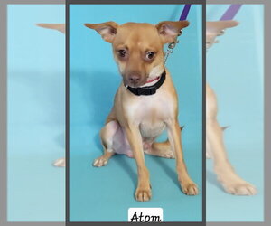 Chihuahua-Unknown Mix Dogs for adoption in Granbury, TX, USA