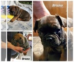 Puppy Bruno French Bulldog