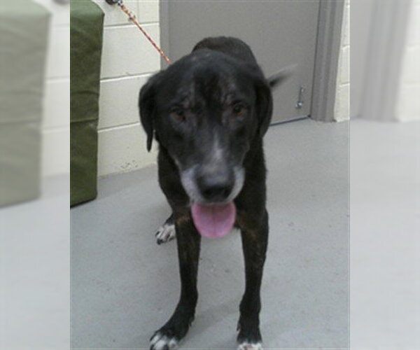 Medium Photo #1 Mutt Puppy For Sale in Sanford, FL, USA
