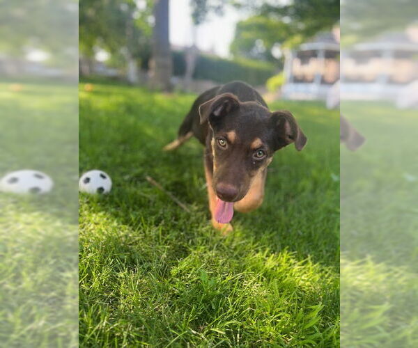 Medium Photo #2 Doberman Pinscher-Unknown Mix Puppy For Sale in Minneapolis, MN, USA