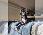 Small Photo #7 Labrador Retriever-Unknown Mix Puppy For Sale in Princeton, MN, USA