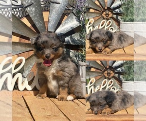 Miniature Australian Shepherd Puppy for sale in BROOKER, FL, USA