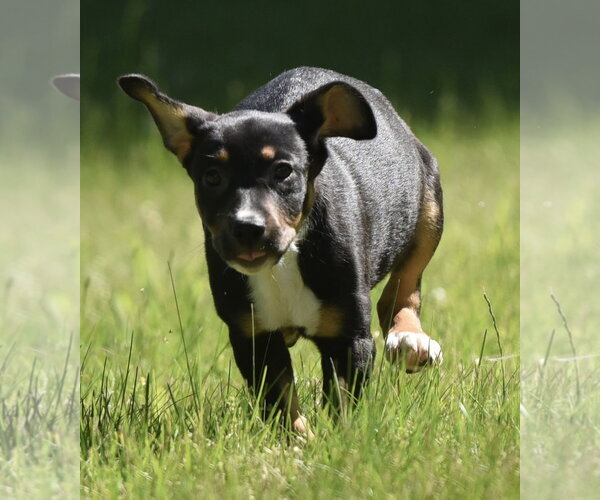 Medium Photo #6 Shepweiller Puppy For Sale in Mechanicsburg, PA, USA