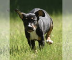 Small #5 Shepweiller