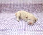 Small Photo #1 Goldendoodle (Miniature) Puppy For Sale in BLMGTN, IN, USA