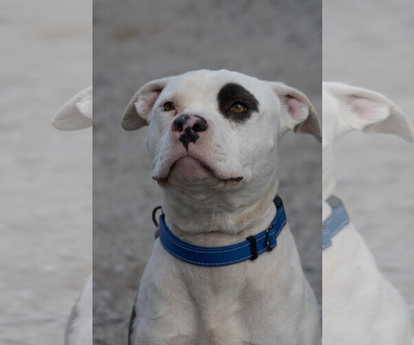 Medium Photo #9 Mutt Puppy For Sale in Rustburg, VA, USA