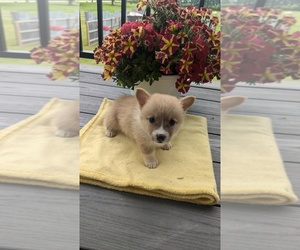 American Corgi Puppy for sale in GOSHEN, IN, USA