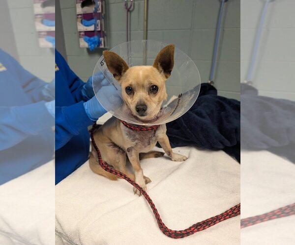 Medium Photo #1 Chihuahua Puppy For Sale in New York, NY, USA