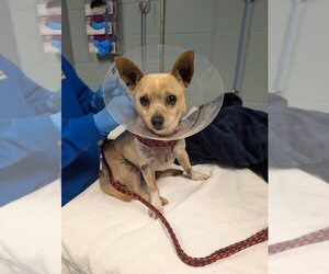 Chihuahua Dogs for adoption in New York, NY, USA