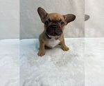 Small French Bulldog