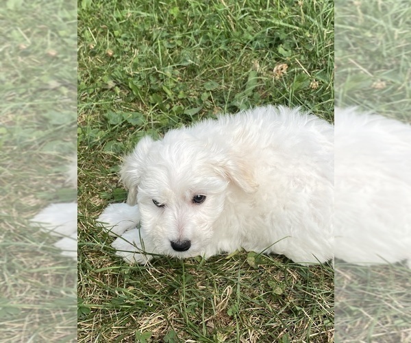 Medium Photo #4 Bichon Frise Puppy For Sale in CANOGA, NY, USA
