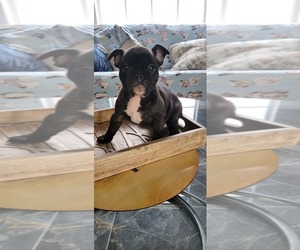 French Bulldog Puppy for sale in CAPE CORAL, FL, USA