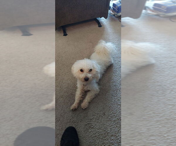 Medium Photo #3 Mutt Puppy For Sale in Plymouth, MN, USA