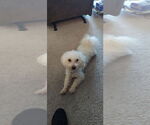 Small #2 Mutt