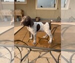 Small Photo #1 German Shorthaired Pointer Puppy For Sale in LARAMIE, WY, USA