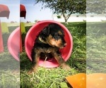 Small #3 Airedale Terrier
