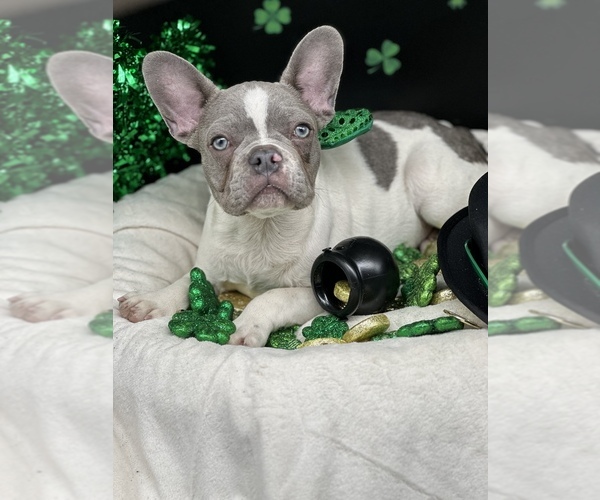 Medium Photo #4 French Bulldog Puppy For Sale in BELLVILLE, TX, USA