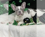 Small Photo #4 French Bulldog Puppy For Sale in BELLVILLE, TX, USA