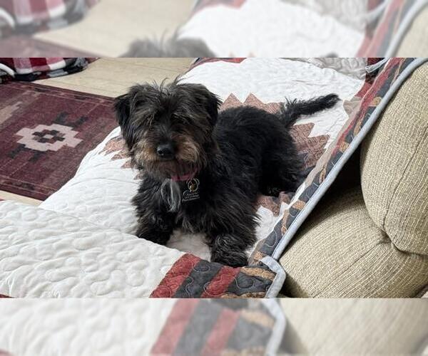 Medium Photo #1 Cairn Terrier Puppy For Sale in Santa Barbara, CA, USA