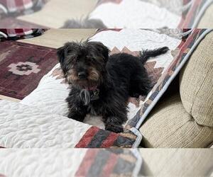 Cairn Terrier Dogs for adoption in Santa Barbara, CA, USA