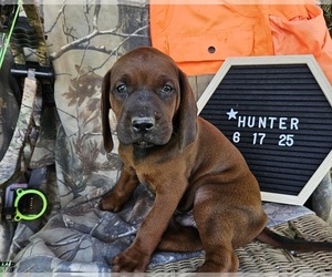 Medium Redbone Coonhound