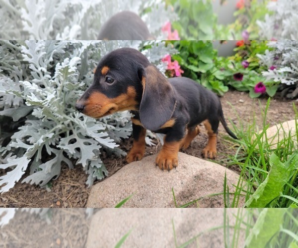 Medium Photo #2 Dachshund Puppy For Sale in WITHEE, WI, USA