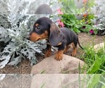 CHIEF - Male Dachshund Puppy for Sale - Photo #2