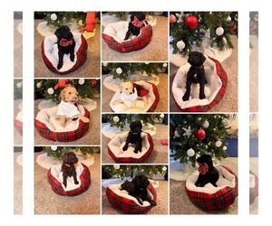 Goldendoodle Puppy for sale in JUNCTION CITY, KS, USA