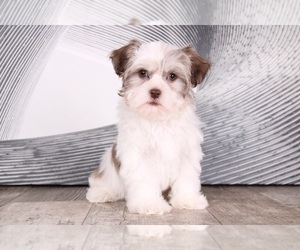 Havanese Puppy for sale in WESTPOINT, IN, USA