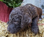 Small Photo #6 Bordoodle-Poodle (Standard) Mix Puppy For Sale in HUNTINGDON VALLEY, PA, USA