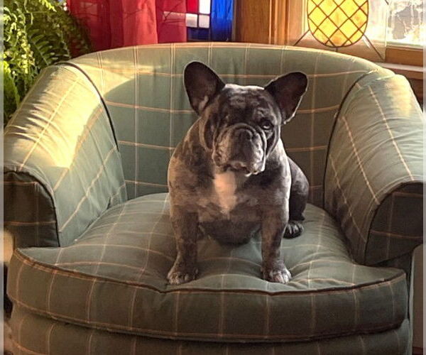 Medium Photo #3 French Bulldog Puppy For Sale in St. Louis Park, MN, USA