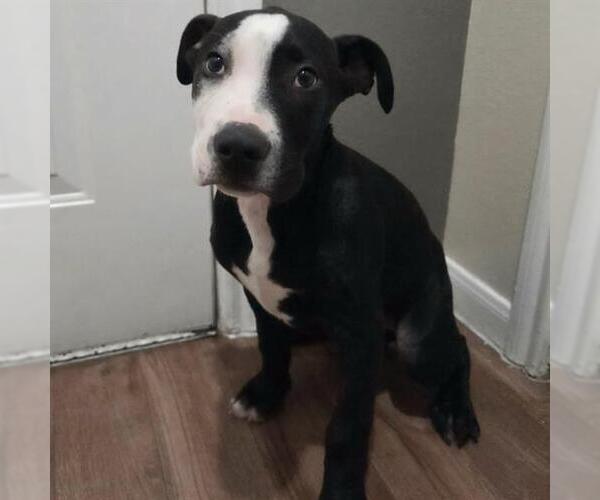 Medium Photo #1 American Staffordshire Terrier-Unknown Mix Puppy For Sale in San Antonio, TX, USA