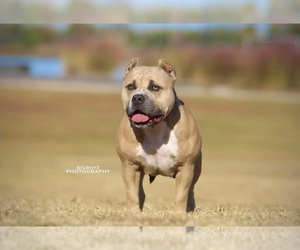 Mother of the American Bully puppies born on 05/27/2025
