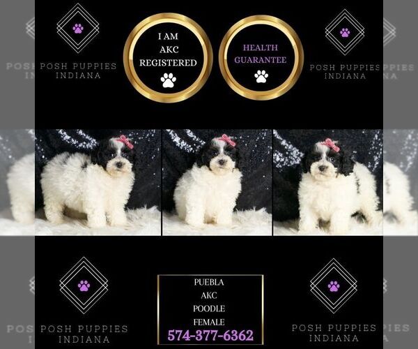 Medium Photo #1 Poodle (Miniature) Puppy For Sale in WARSAW, IN, USA