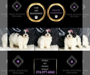 Poodle (Miniature) Puppy for sale in WARSAW, IN, USA