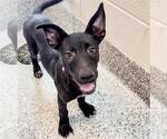 Small #1 Labrador Retriever Mix