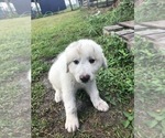 Small Photo #8 Great Pyrenees Puppy For Sale in FROSTPROOF, FL, USA