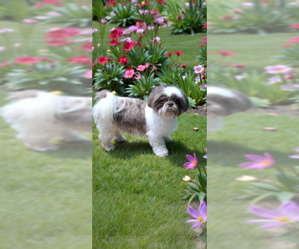 Medium Photo #7 Shih Tzu Puppy For Sale in Weston, FL, USA